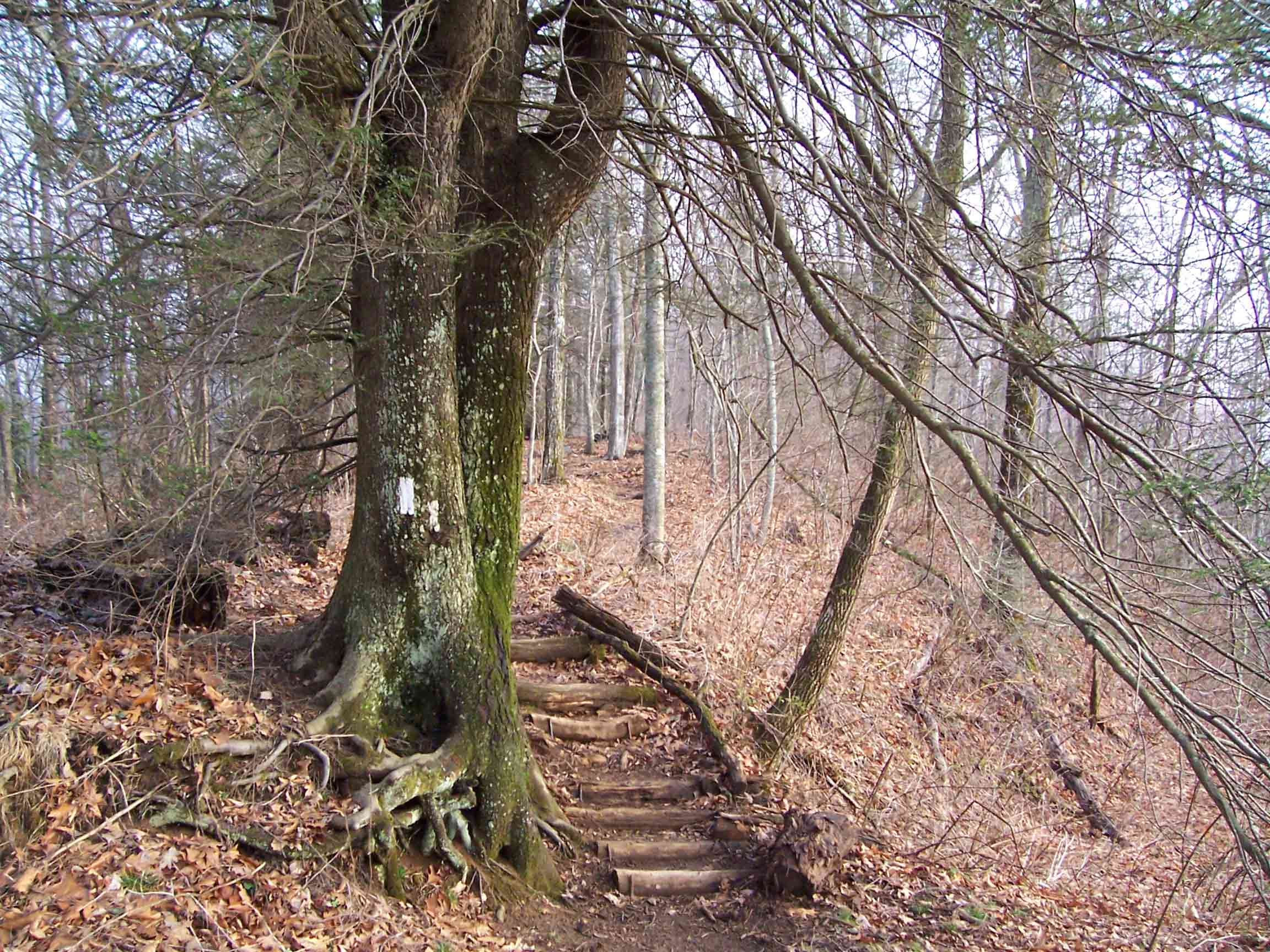 mm 8.9 - Manmade steps North of Wallace Gap-Nobo.  Courtesy willey54@yahoo.com
